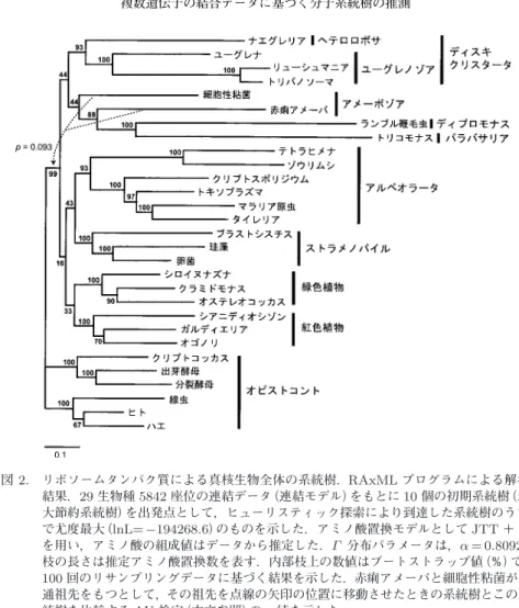 図 2. リボソームタンパク質による真核生物全体の系統樹．RAxML プログラムによる解析 結果．29 生物種 5842 座位の連結データ（連結モデル）をもとに 10 個の初期系統樹（最 大節約系統樹）を出発点として，ヒューリスティック探索により到達した系統樹のうち で尤度最大（lnL= − 194268 