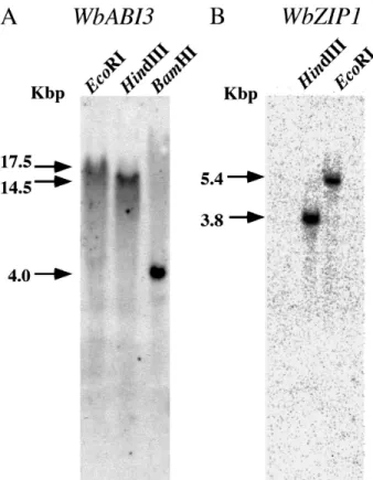 Fig. - Southern blot analysis of winged bean DNA with WbABI - and WbZIP + probe. Ten mg of winged bean DNA was digested with EcoRI, HindIII or BamHI for WbABI - , and HindIII or EcoRI for WbZIP + probe