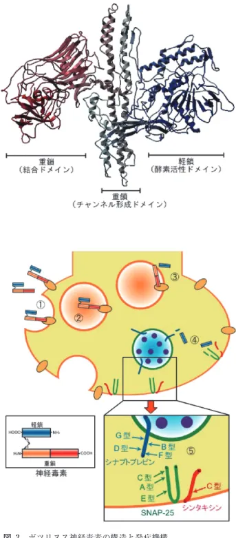 図 3　 ボツリヌス神経毒素の構造と発症機構 神経毒素は三つの機能的ドメインに分けられ，軽鎖は酵 素活性（毒性）ドメイン，重鎖の N 末端側はチャンネ ル形成ドメイン，重鎖 C 末端側は結合ドメインと呼ば れる。神経・筋接合部に到達した神経毒素は，① 結合 ドメインがシナプス前膜の受容体に特異的に結合する。 ② 受容体を介したエンドサイトーシスによって細胞内 に侵入し，エンドソームに取り込まれる。③ 酸性の環 境下で，毒素はチャンネル形成ドメインによってエンド ソーム膜に孔を形成する。同時に毒素は，細胞質へ