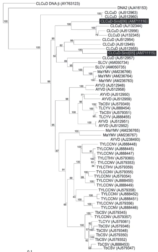 Fig. 2　 Neighbour-joining phylogenetic dendrogram based upon an alignment of the complete nucleotide  sequences of the majority of DNA 1 sequences available in the databases