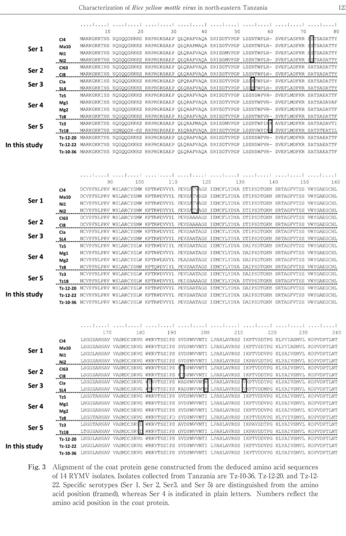 Fig. 3　Alignment of the coat protein gene constructed from the deduced amino acid sequences  of 14 RYMV isolates