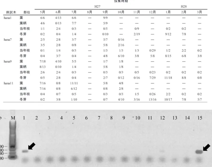 図 1　分離菌株由来の DNA を用いた P. minima の検出．M 100 bp ラダーマーカー（アプロサイエンス（株））．1 P. minima（ハナノキ）．