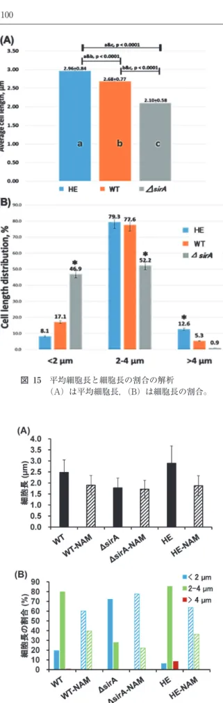 図 15　平均細胞長と細胞長の割合の解析 （A）は平均細胞長，（B）は細胞長の割合。 　更に，細菌のストレス耐性能試験として，高塩濃度スト レス，酸ストレス及び高温ストレス条件下における WT,  ΔsirA, HE の 3 株の生存率について解析を行った。その結 果，3 株の生存率は高温，酸両ストレスに対して HE, WT,  ΔsirA の順に高く，逆に高塩濃度ストレスに対しては， ΔsirA, WT, HE の順に生存率が高い結果となった。このこ とから細菌のストレス耐性能はサーチュインが高いレベル 