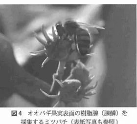 図 4 オオバギ果実表面の樹脂膜 ( 腺鱗)を 採集するミツバチ ( 表紙写真も参照) い抗酸化,抗菌活性を有するプレニルフラボノ イ ドであったが, これ らのプ レニルフラボノ イ ド類は, レモンに多 く含 まれる e r i oc i t r i n と 同一の基本構造を有 していた ( 図 2).そこで, レモンのポリフェノールについて長年研究を進 めている株式会社ポッカコーポ レーションと, オオバギを用いた機能性素材を目指 した研究を 展開することを計画 した.沖縄産プロポリスの 起源植物探索