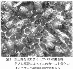 図 3 女王蜂を取りまくミツバチの働き蜂 ゲノム解読によってこのカースト分化の メカニズムの解明も進むであろう. 働き蜂 も産卵することや,働き蜂用の巣房の中 にいる,卯字 化後まもない幼虫を王台に移虫すれ ば,女王蜂に育て上げることができることか ら も明 らかである.ミツバチの巣を見慣れた人に は,女王蜂 と働 き蜂 ( 不妊雌)がいることは, ごく普通の ことだ と思われるかもしれないが, 産卵能力をもつ雌 と,産卵能力を持たない雌に 分かれていること ( カース ト分化 とい う)は, 他の動物には