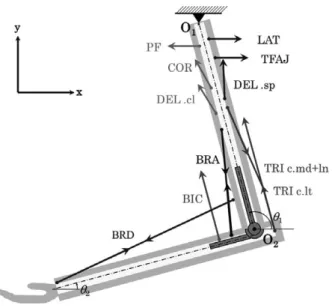Fig. 1  Overview  of  the  musculoskeletal  model  of  the  elbow used to examine the mechanical effects of  post-elbow prosthesis insertion scenarios
