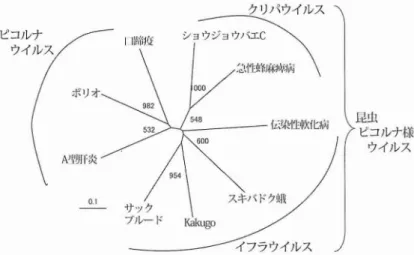 図 4 Ka kugo ウイルスとその他のピコルナ様ウイルスの分子系統樹 各ウイルスの R d Rp ドメインのアミノ腔配列データにもとづき,近隣 結合法によって作成したもの