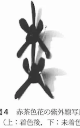 図 4 赤茶色花の紫外線写真 ( 上 :着色後,下 :末着色) 着色 して も花香 の放 出には変化 がない ( 菅原, 未発表)ので,蜂の訪花 をキ ン リョウへ ンは花 香で コン トロール してい るのではない.花香に 誘わ れ花 に近づいた蜂は,視覚情報を頼 りに訪 花す る.花 は唇弁の着色 と花の形態変化で蜂が 未 だ受粉 していない花 の訪花 を指示 してい る