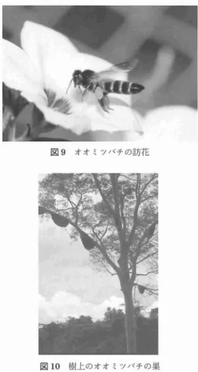 図 8 キナパルヤマ ミツバチの訪花 ( キク科の一種) 州で最 も感動的な種であ るオオ ミツパテ,A pi s do r s a t a や, ク口コ ミツバチ ,A pi s andr e ni ‑ f o r mi s が含 まれる