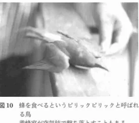 図 1 0 蜂を食べるというピリックビリックと呼ばれ る鳥 養蜂家が空気銃で撃ち落とすこともある. は女王蜂を生産 しているが,私が赴任 した時に はあまりうま くいってはいなか った.一つは質 の問題で,せ っか く養成 した女王 もす ぐに産卵 が悪 くな った り,死 んで しま った りす るとい う.体 サイズ も小 さい ものが多 いよ うな気が し た.もう一つ は,交尾成功率が低 く ,5 割か ら 6 割 しか交尾飛行か ら帰 って こないことだ った