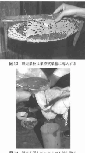 図 1 1 丸太巣箱から巣板を切り取る 図 1 3 蜜巣板をナイフで細かく砕く 使 ってナイフで切 り取 る.残 った蜂児部分の巣 板 は再 び上枝 に稲 わ らで縛 り付 け,巣箱 に戻 す.縛 り付 けた蜂児巣板か ら働 き蜂が羽化す る と, その場所 に貯蜜 され,巣板が下部 に新 しく 造 られ蜂児巣板 となる ( 図 9,1 0) .これは貯蜜 部分だけを確実 に採蜜す ることがで き, また働 き蜂の減少 を妨 げない合理的な方法である.丸 太巣箱か らの採蜜 は,片側 の蓋を開 け,布 に火