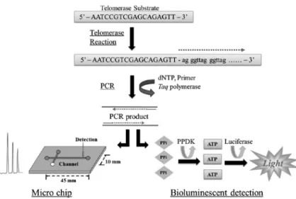 Fig. 1  Detection  of  telomerase  activity  using  microchip  electro- electro-phoresis or bioluminescence