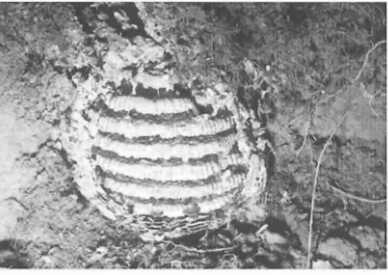 図 4 土中のクロスズメバチの営巣末期の巣 ( 外被を剥いだ状態) 形の巣盤 は,最短の輪郭線 によって最大の面積 を包み込む ｢円｣ を志向 した ものである し, ス ズメバチの外被 に包 まれた球状の巣 は,最小の 体表面積 において最大の容積を包み込 もうとす る ｢ 球｣への帰結 を しめす幾何学的原理である
