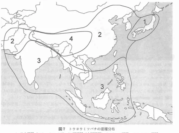 図 7 トウヨウミツ/ ヾ チの亜種分布