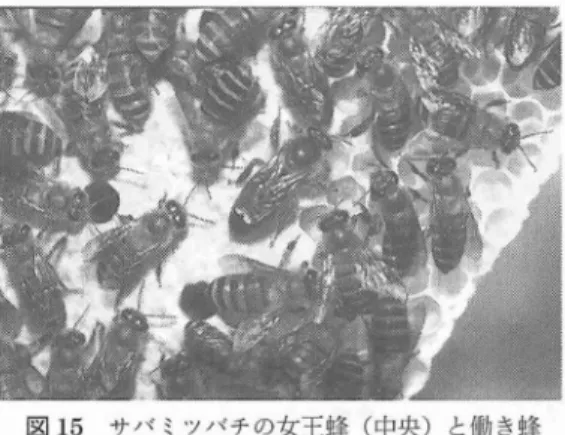 図 1 4 ニホンミツパテ用に開発されたAY巣箱 トウヨウ ミツバチによる養蜂起源の最古 は, 2 世紀半頃の中国で,紀元 1 56‑ 1 67 年の時代に 記 録 が あ り ( 周 ,1 980) , 日本 で は 643 年 の ｢日本書記｣の中に ミツバチが登場す る ( 渡辺, 1 98 1 ) 