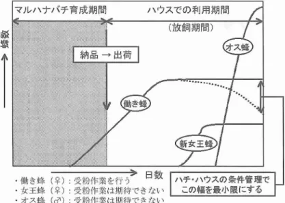 図 3 マル‑ナバチ巣内での‑チの増え方 れて いた巣 で は,冬 を迎 え る前 に女王蜂 を失 い,働 き蜂 も死 に絶 えて,巣の寿命を迎え る. では, マル‑ナバチを購入 した生産者 は,ハチ の生活史の, どの部分 を見ているのであろうか