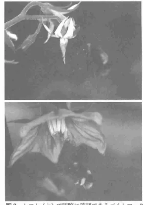 図 3 トマ ト( 上)で明瞭に確認できるバイトマーク ( 荊部の変色)はナス ( 下)では確認できない ハナパテ利用技術研究会｣が開催 され,全国の ナス産地の関係者が参加 した