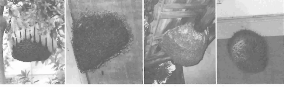 図 3 開放空間の巣 ( )内は 衰 2の巣番号 を示す