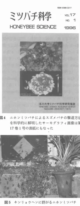 図 4 ニホンミツバチによるスズメバチの撃退方法 を科学的に解明 したサーモグラフィ画像は第 1 7 巻 1号の表紙にもなった 図 5 キンリョウ‑ンに群がるニホンミソバチ す るとい う大 きな発見があ り ,Expe r i e nt i a 誌 に掲載 された.1 3 巻 4 号 ( 1992) の ｢ニホ ンミ ツパ テ とこれを誘 引す るキ ン リョウへ ン (ラ ン)との特異 な関係｣( 佐 々木正己)は ,Expe r ‑ i e nt i a 誌 の論文 にその後 のデータを加えて発表 し