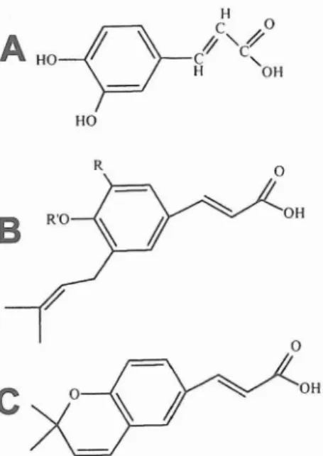 図 2 A: カフェ酸 ,B:3,5 ‑ジプレニル ー4 ‑ヒドロキ シ桂皮酸 ( R‑CH.･ l CH‑C( CI ‑ r 3 ) 2 ,R' ‑Hの場合には アルテピリン C) , C･2,2 ‑ジメチル ー6 ‑カルボキシエ チ ル‑ 2 H‑ 1 ‑ ベンゾピラン の他 に分類 され, また フラボ ンで は同様 にア ピ ゲニ ン,ルテオ リンその他 に分類 され る