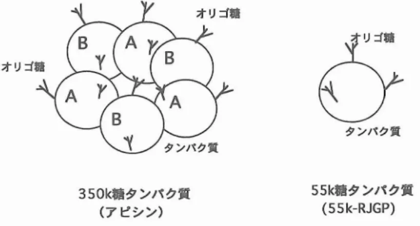 図 4 アピシンに結合 しているオ リゴ糖 ( 糖鎖)の構造