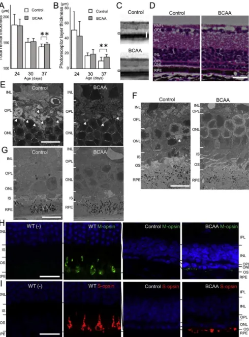 Fig. 4. Prevention of morphological deterioration in rd10 mice by BCAAs. (A and B) Total retinal thick- thick-ness (A) and the photoreceptor layer thickthick-ness (B, the sum of the outer nuclear layer thickthick-ness and  photo-receptor myoid zone, ellips