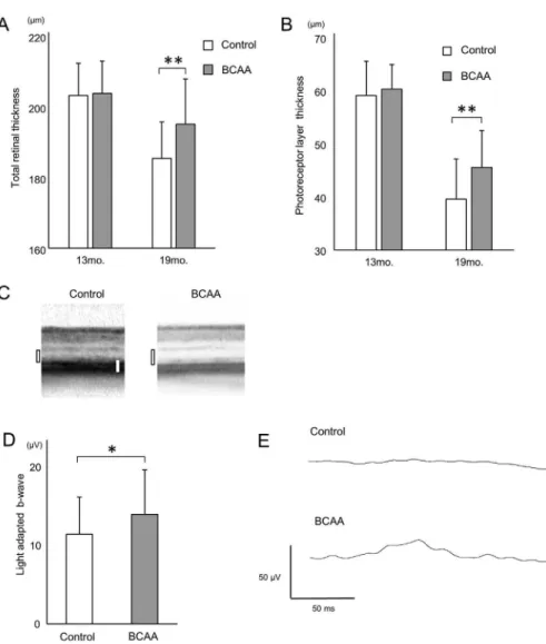 Fig. 7. Prevention of morphological and functional deterioration in later disease stage rd12 mice by BCAAs