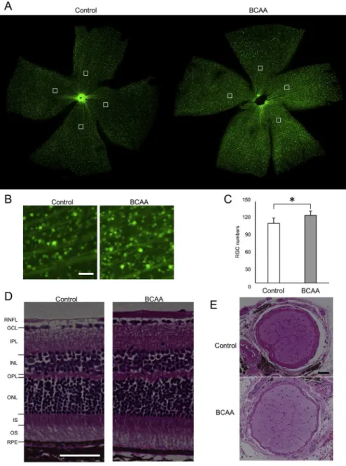 Fig. 8. Prevention of retinal ganglion cell death in GLAST (þ/ ) mice by BCAAs. (AeC) Retinal ﬂat mount of 12-month-old GLAST (þ/ ):Thy1-CFP mice administered BCAAs, or water as a control