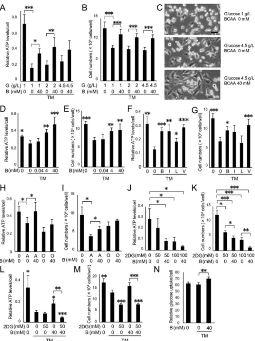 Fig. 1. BCAAs prevent ATP decrease and cell death in cultured cells. (AeC) ATP decrease and cell death are prevented by BCAA administration but not by supplemental glucose