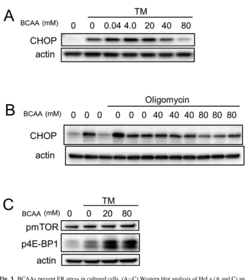 Fig. 3. BCAAs prevent ER stress in cultured cells. (AeC) Western blot analysis of HeLa (A and C) and 661W (B) cells