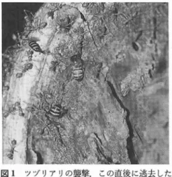 図 1 ツヅリアリの襲撃.この直後に逃去した まく飼えるようになったのは, ミツバチが従順 になったわけではない.現在の飼育方法が過去 のそれよりもニホンミツバチに向いているとい った技術上の変化,あるいは過去には兄いだせ なか った飼育の利益性を兄 いだせるようになっ た人間側の変化によるものである