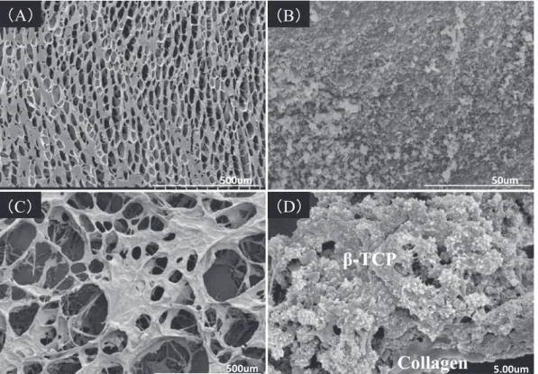 Fig. 2. SEM  images  of  collagen（A） ,  β-TCP  colloid（B） ,  and  β -TCP/collagen  composites  at  low（C）