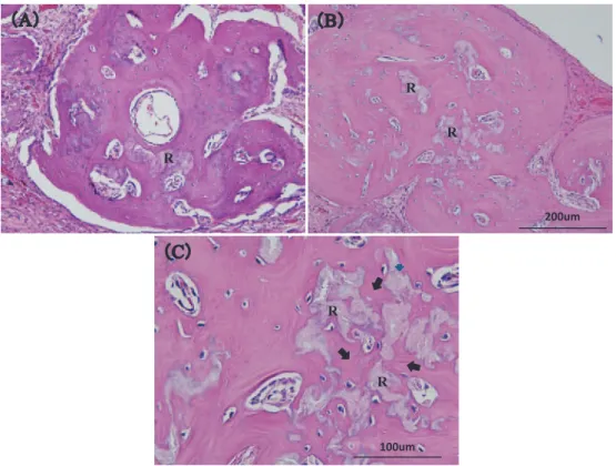 Fig. 5. Tissue  sections  （20 magnification）   of  the  bone  defect  implanted  with β-TCP/collagen  composite  at  （A）   4  weeks  and  （B）   8  weeks