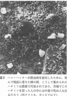 図 2 ハニー‑ ンクーが殺虫剤を使用 したために,死 んで地面に落ちた蜂の群. こうして集められた ハチ ミツは農薬で汚染されており,市場でこの ハチ ミツを買った人の中には中毒で死ぬ人 も出 るだろう ( 西アフリカ,ガンビアにて) 