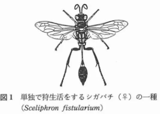 図 1 単独で狩生活をするシガバチ ( ♀)の一種 ( Sc e l i phr o nf i s t ul a r i um) ない.流動食 は栄養のバ ランスさえ取れていれ ば消化の手間 も省け吸収 も良いので効率の良 い 食べ物の形態である.食形態の進化 と考え られ る.成虫が狩で作 る肉団子 は幼虫のための食料 で,その際,捕食 した昆虫の体液や樹液が成虫 の食料 となる