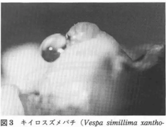 図 3 キイロスズメバチ ( Ve s p as i mi l l i max ant h o ‑ ♪t e r a)の分泌する栄養液 ズメバチ, コガタスズメバ チ, チ ャイ ロスズメ バチ, ヒメスズメバ チそ してモ ンスズメバチで はその半量 よ りも少 ない