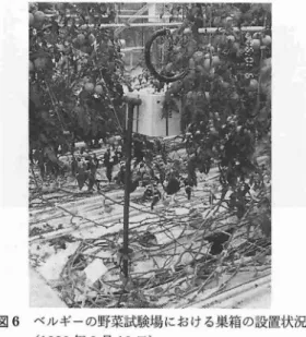 図 5 オランダの農場における巣箱の設置状況 ( 1 990 年 9 月5 日) バチ利用が最近 ベルギーで開発 されたことが説 明 された. そ して この技術が新 しい優秀な技術 であることと, トマ ト栽培 の受粉作業 は今後 こ の技術 に移行 してい くので はないか と指摘 され た ( 図 6) 