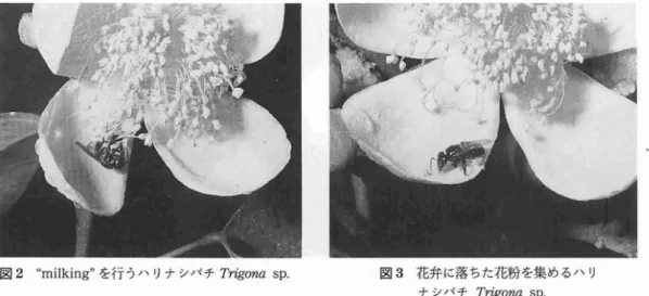 図 3 花弁 に落 ちた花粉 を集 めるハ リ ナシバチ Tr i go n a s p.