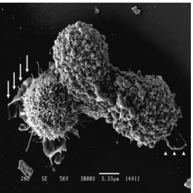 Fig. 2. Formation  of  membrane-like  structures A  representative  scanning  electron  microscopy  image  of  harvested  and  resuspended  NRK-52E  cells  15 min  after  transfer  to  a  culture  dish