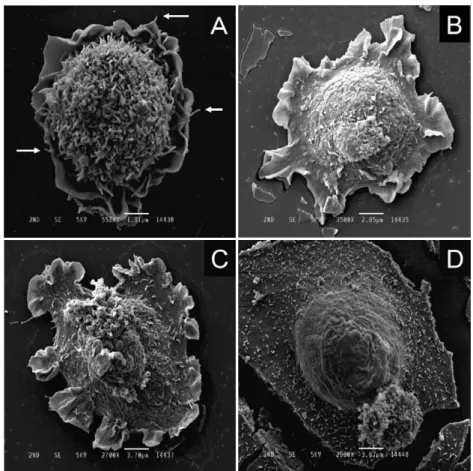 Fig.  4  were  about  50 µm.    From  a  morphologic  point  of  view,  we  had  the  impression  that  these  filopodia  were,  at  least  partially,  used  to  detect  the  position  of  the  adjacent  cell,  and  determine  its  direction  of  movement 