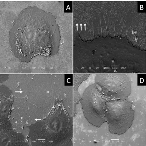 Fig. 4. Representative  scanning  electron  microscopy  images  of  NRK-52E  cells,  seven  hours  after  attaching  to  the  culture  dish