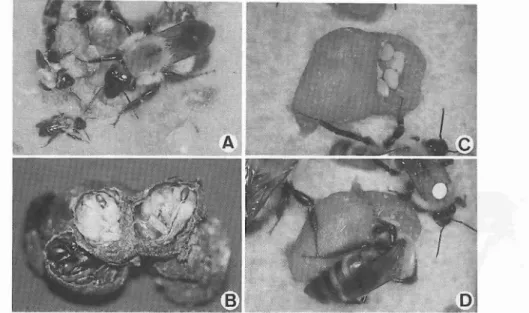 図 4 トラマル‑ナバチの巣の内部 A .女王蜂と小型の働き蜂 , ち.繭の中の虫 乱 C.育児室に造られた " ポケ ット"( 花粉だんごが入っている) ,D