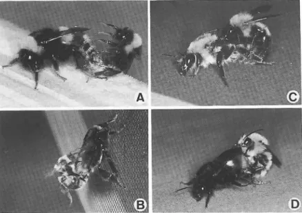 図 6 マル‑ナバチの実験室内における交尾 A .セイヨウオオマル‑ナバチ ,B. オオマル‑ナバチ ,C. トラ マルハナバチ ,D. コマルハナバチ