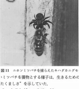 図 1 1 ニホンミツバチを捕 らえたキ‑ダカニグモ い ミツバチを獲物 とす る様子 は,生 きるための