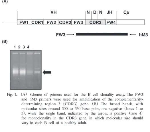 Fig. 1.  （A）   Scheme  of  primers  used  for  the  B  cell  clonality  assay.  The  FW3  and  hM3  primers  were  used  for  amplification  of  the   complementarity-determining  region  3 （CDR3）   gene