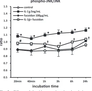 Fig. 6.  Effects  of  fucoidan  on  the  phosphorylation  of  p38  mitogen-activated  protein  kinase  （ MAPK）