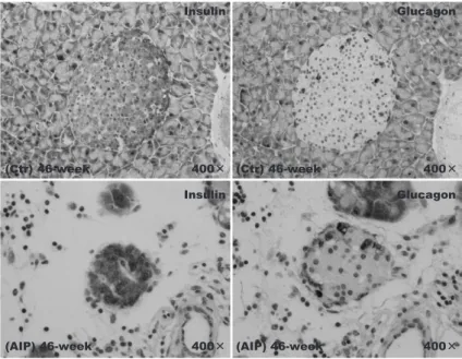 Fig. 9.  Islets  in  aly/aly  mice  as  a  model  of  autoimmune  pancreatitis  （AIP）