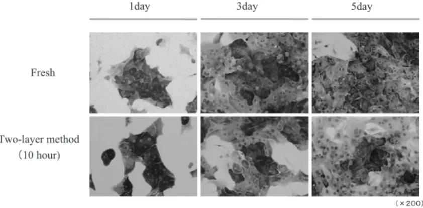 Fig. 2 初代培養肝細胞（上段）と 2 層法にて肝冷保存（10 Hr）後培養肝細胞（下 段）の PAS 染色 2 層法にて肝冷保存（10 Hr）後も培養肝細胞は初代培 養肝細胞同様良好な細胞形態とグリーコーゲン貯蔵能を有していること が示唆される．