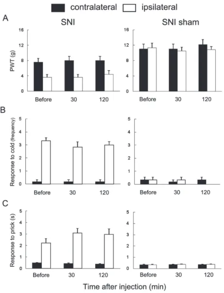 Fig. 5  The effect of the α 1 -adrenoceptor agonist injection on the PWT (A), response to cold (B) and prick (C) in SNI rats  (n=6) and sham experimental neuropathic rats (n=6) tested at 14 days after SNI