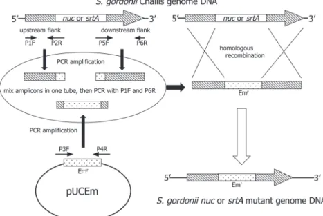 Fig. 1  Preparation of the nuclease- and the sortase-deficient mutants of S. gordonii Challis